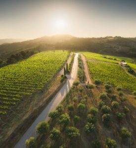 Panoramica di un vigneto con strada in chiara luce solare